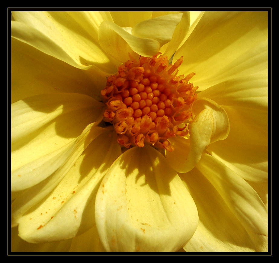 blumenserie5.jpg